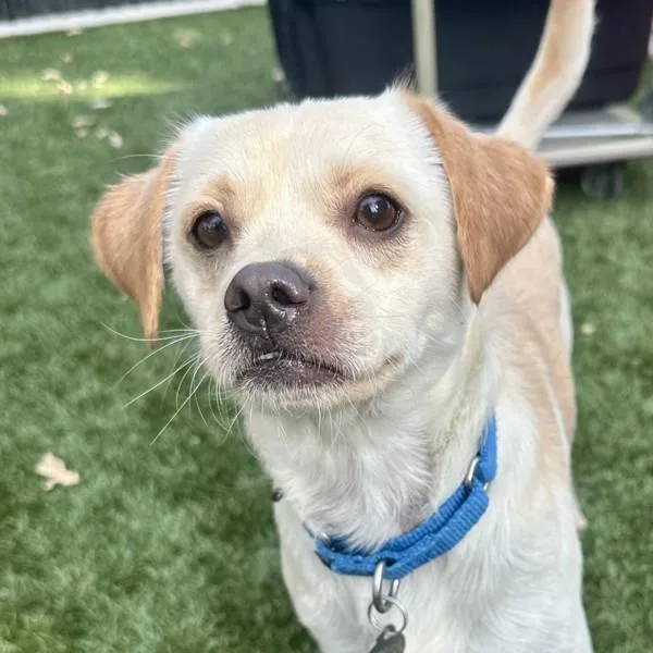 An adult small-sized male Chihuahua dog named Cesar for adoption in Walnut Creek, CA