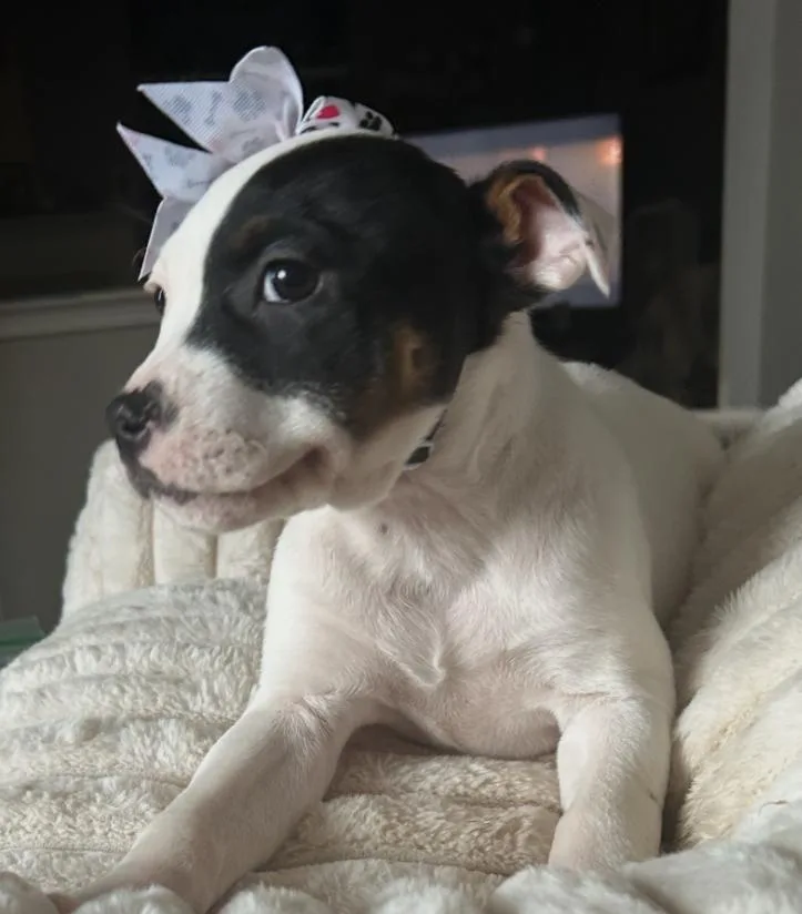 A baby medium-sized female Black Pit Bull Terrier dog named Dottie for adoption in Naperville, IL