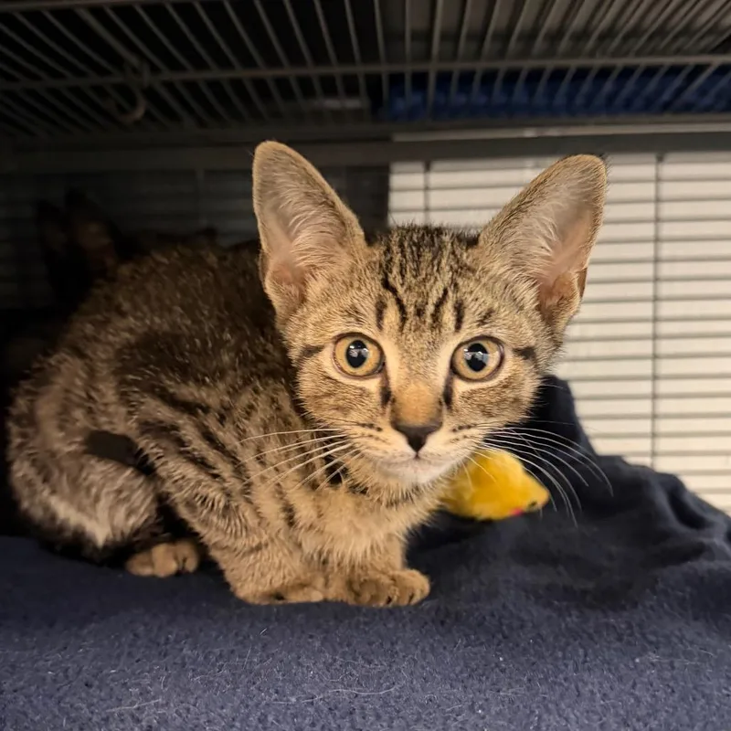 A baby small-sized male Brown / Chocolate Domestic Short Hair cat named Mantis for adoption in Hampton Bays, NY