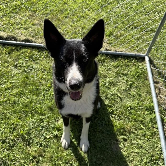 An adult medium-sized female Black Karelian Bear Dog dog named Nylah for adoption in Grand Rapids, MN