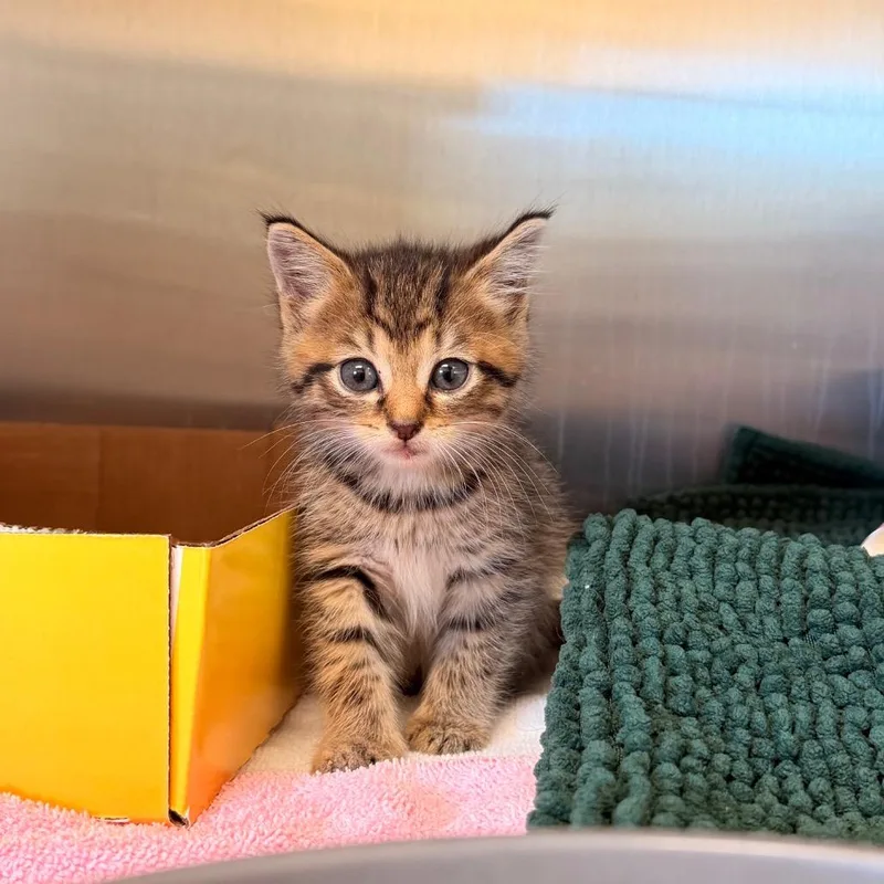 A baby small-sized male Brown / Chocolate Domestic Short Hair cat named Candy Corn for adoption in Lynchburg, VA