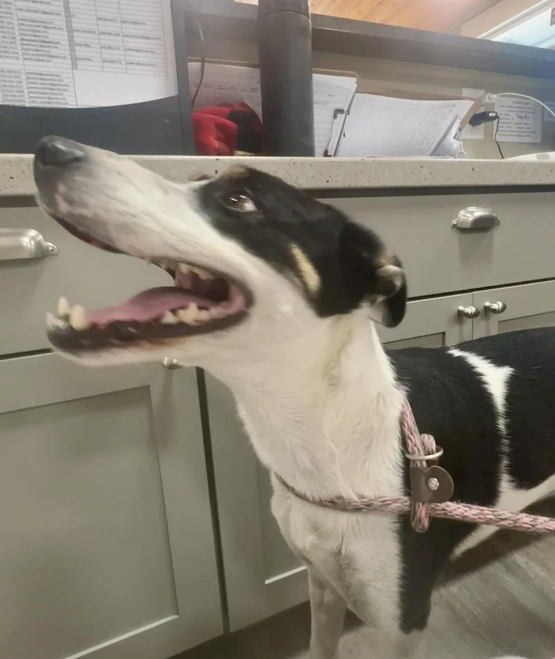 A young medium-sized female Mixed Breed dog named Poppy for adoption in Emmett, ID