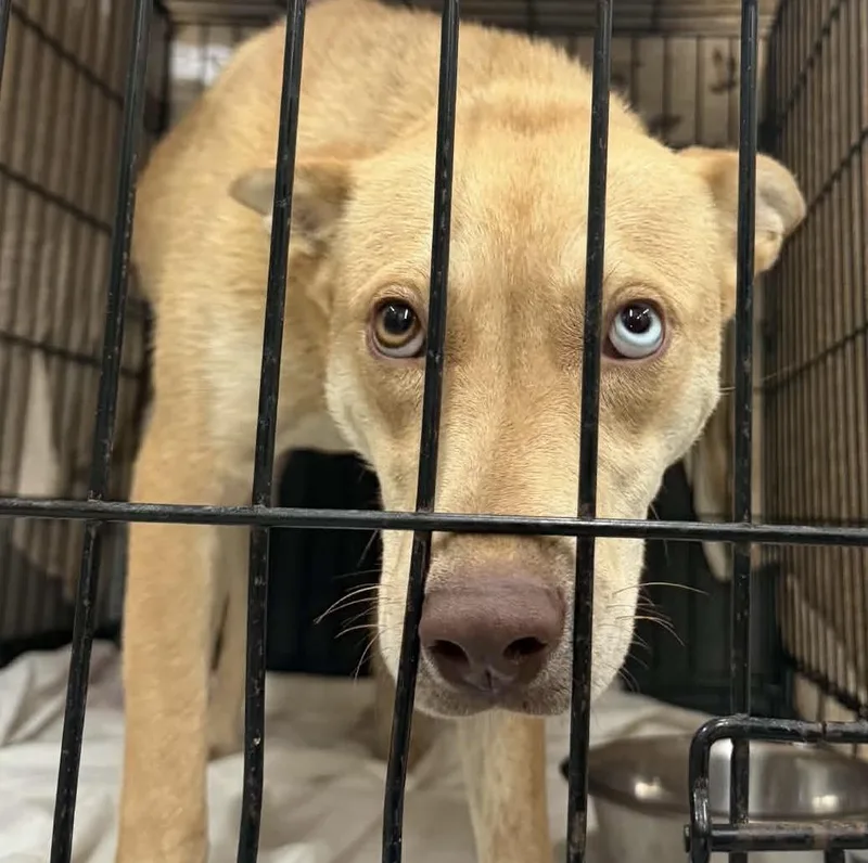 A baby medium-sized female Husky dog named Cookie for adoption in Parma, OH