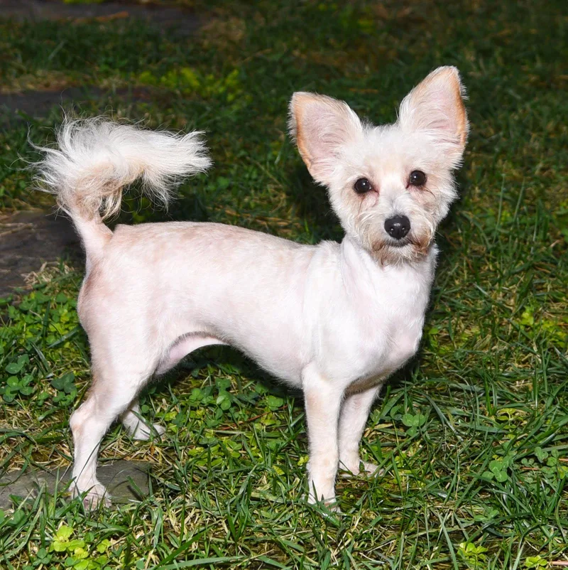 An adult small-sized female Terrier dog named Addie for adoption in Pittsboro, NC