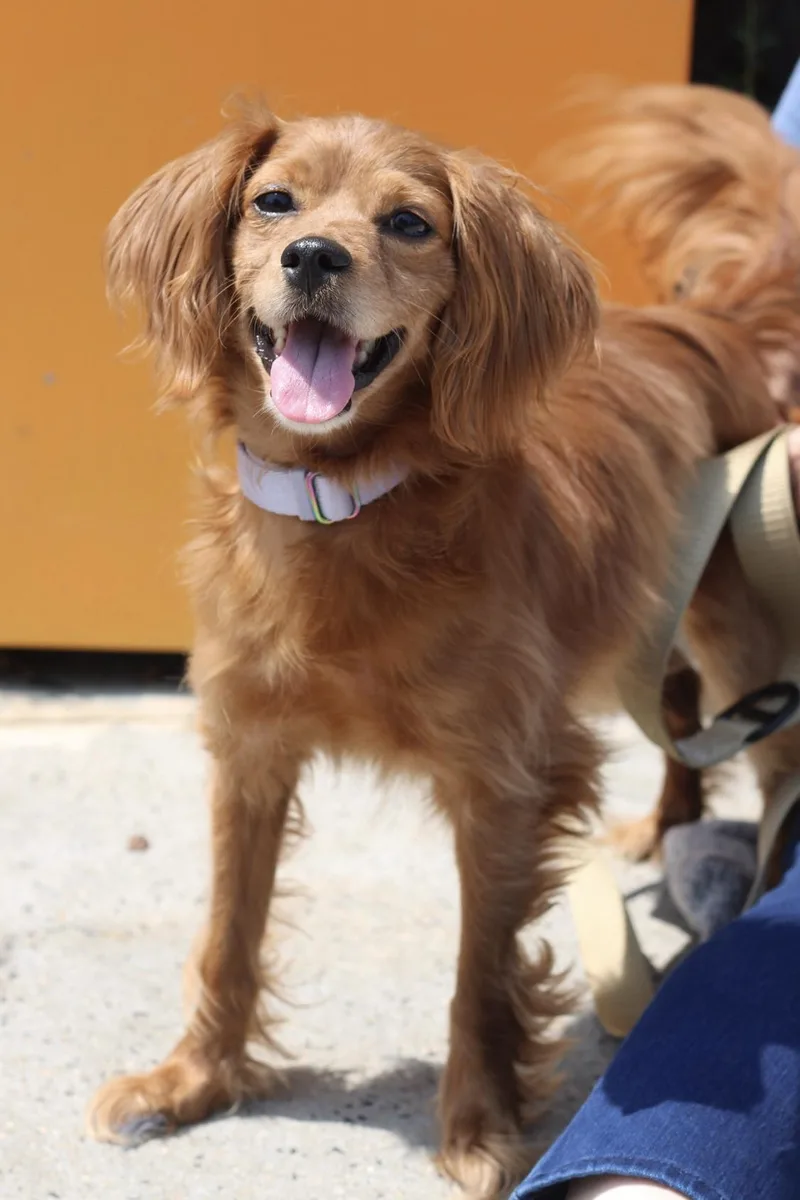 A young small-sized female Cavalier King Charles Spaniel dog named Zora for adoption in Hamilton, NJ