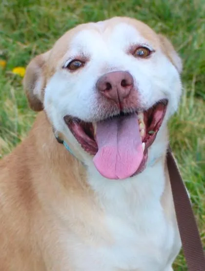 An adult medium-sized male Retriever dog named Drew for adoption in Taylorsville, NC