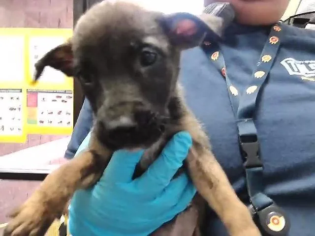 A baby small-sized female German Shepherd Dog dog named Trivial Pursuit for adoption in Tulsa, OK