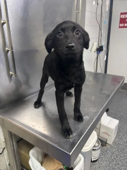 A baby medium-sized female Mixed Breed dog named Sangria  D for adoption in West Chester, PA