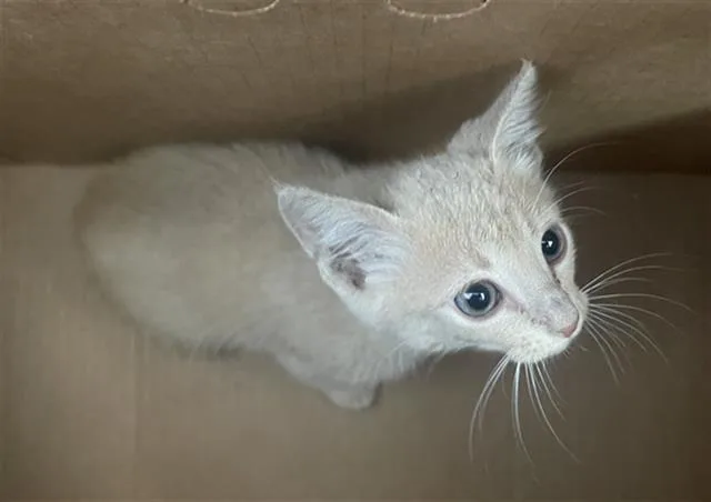 A baby medium-sized female Domestic Short Hair cat named Kali for adoption in Dallas, TX
