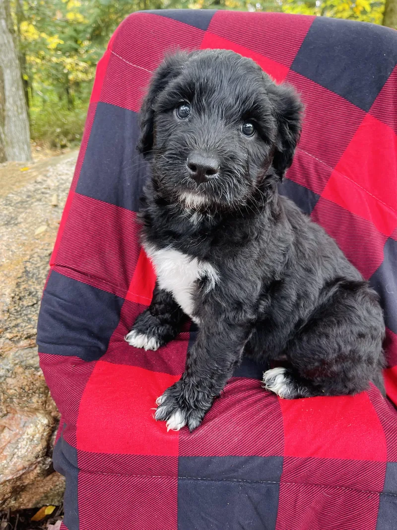 A baby large-sized male Standard Poodle dog named The Bargain Store for adoption in Winter, WI