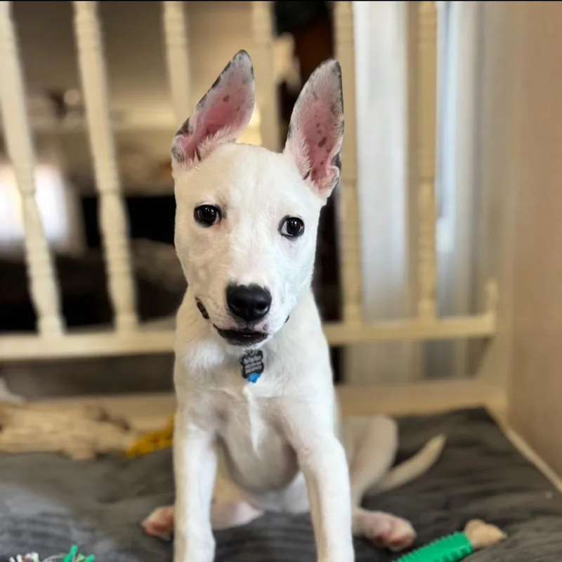 Princess Ariel thumbnail 3