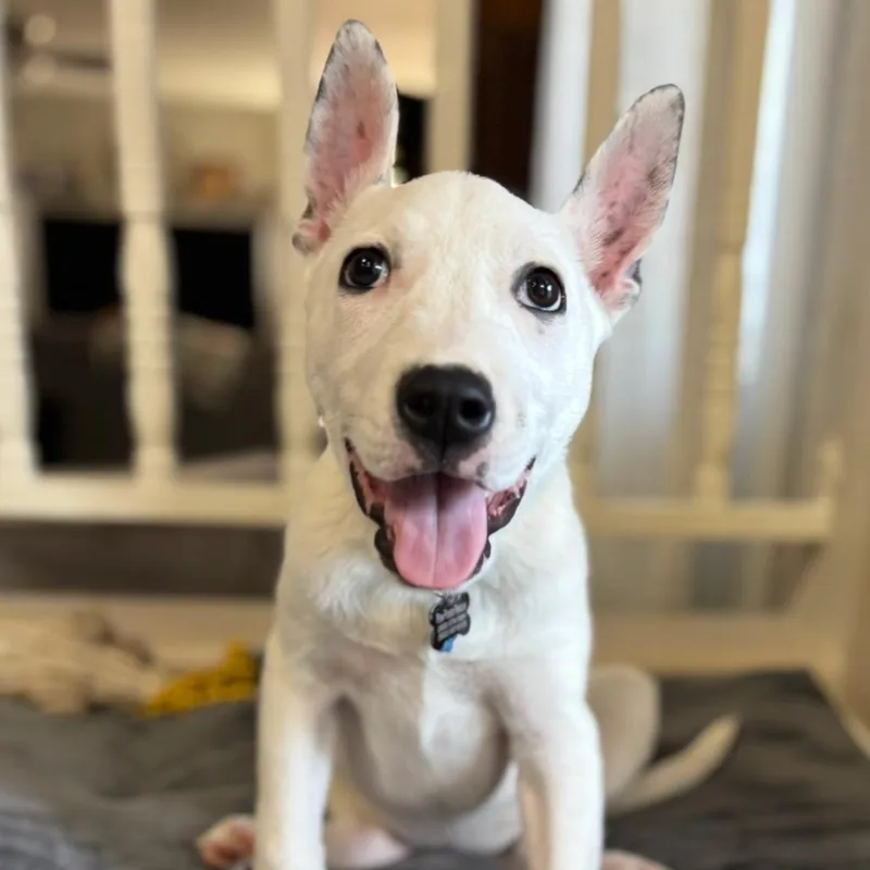 Princess Ariel thumbnail 4