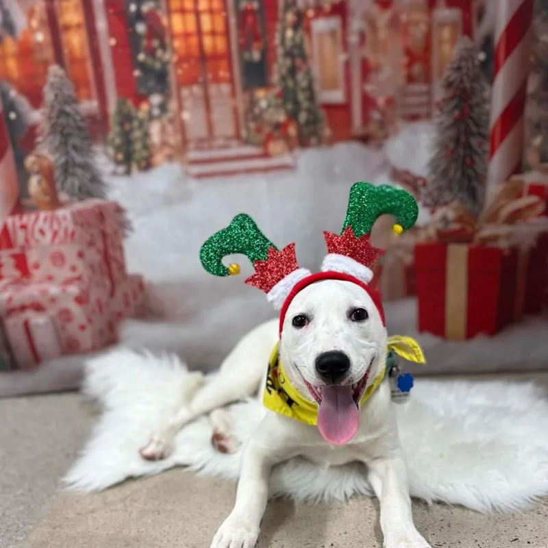 Princess Ariel thumbnail 5