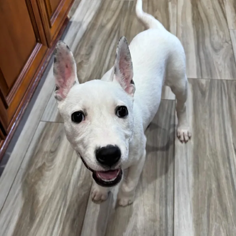 Princess Ariel thumbnail 6