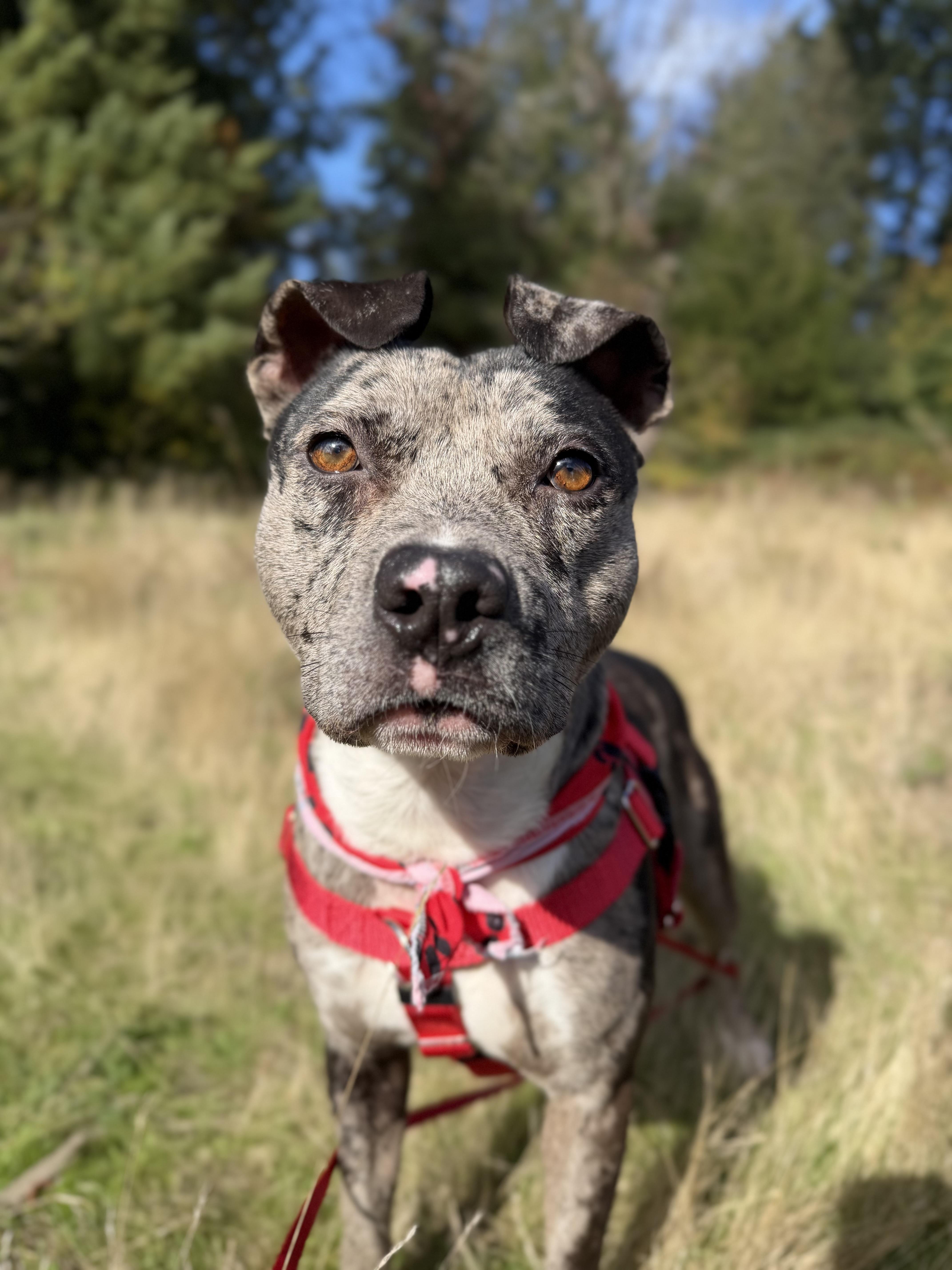 A young medium-sized male Merle (Blue) Pit Bull Terrier dog named Cowboy for adoption in lynnwood , WA