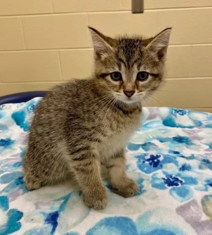 A baby small-sized male Domestic Short Hair cat named Wavy Gravy for adoption in Westland, MI