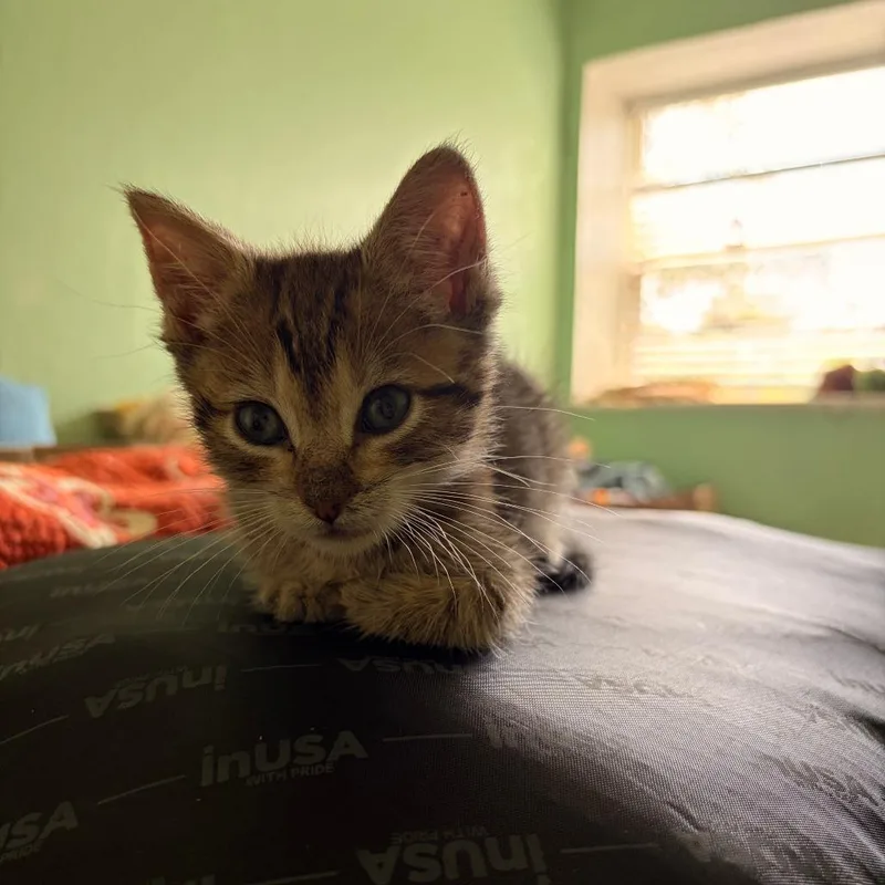 A baby small-sized male Brown / Chocolate Domestic Short Hair cat named Dazzling Flamingo for adoption in Austin, TX