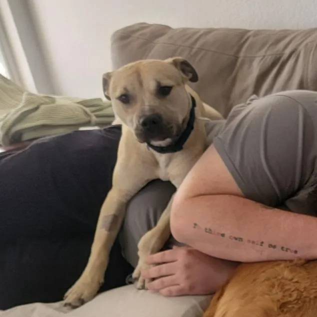 An adult medium-sized male Yellow / Tan / Blond / Fawn Pit Bull Terrier dog named Tiburon for adoption in Las Vegas, NV