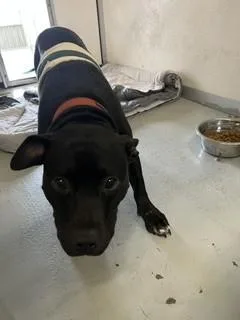 A young large-sized female Pit Bull Terrier dog named Rita for adoption in Stockton, CA