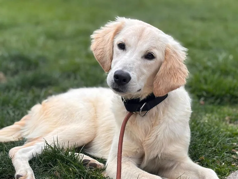 A baby medium-sized female Labrador Retriever dog named Demi $ for adoption in Milwaukee, WI