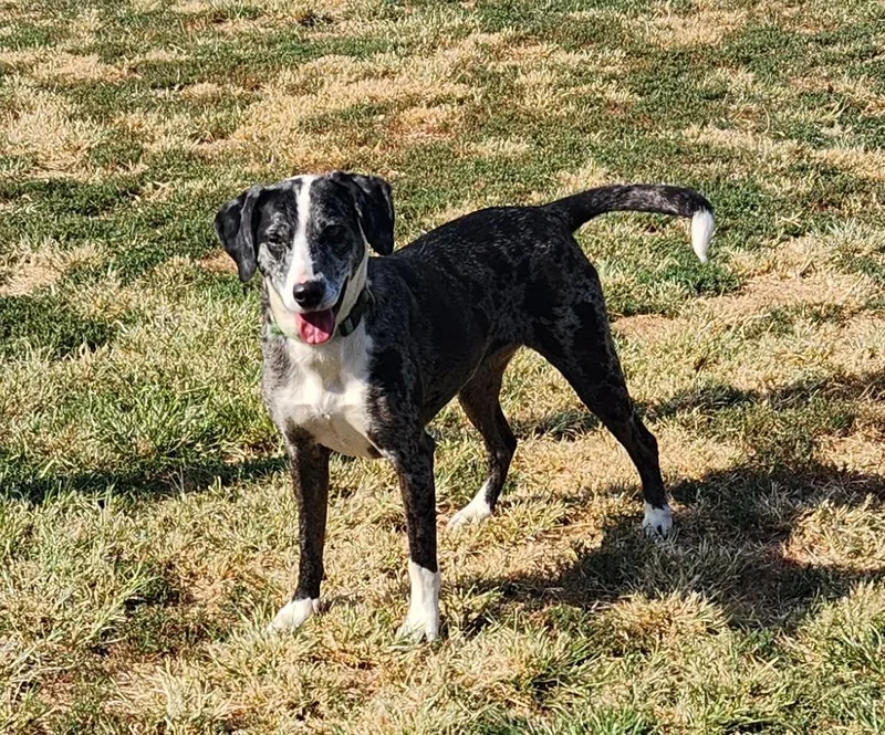 A young medium-sized female Merle (Blue) Catahoula Leopard Dog dog named Blue Bell for adoption in Siloam Springs, AR