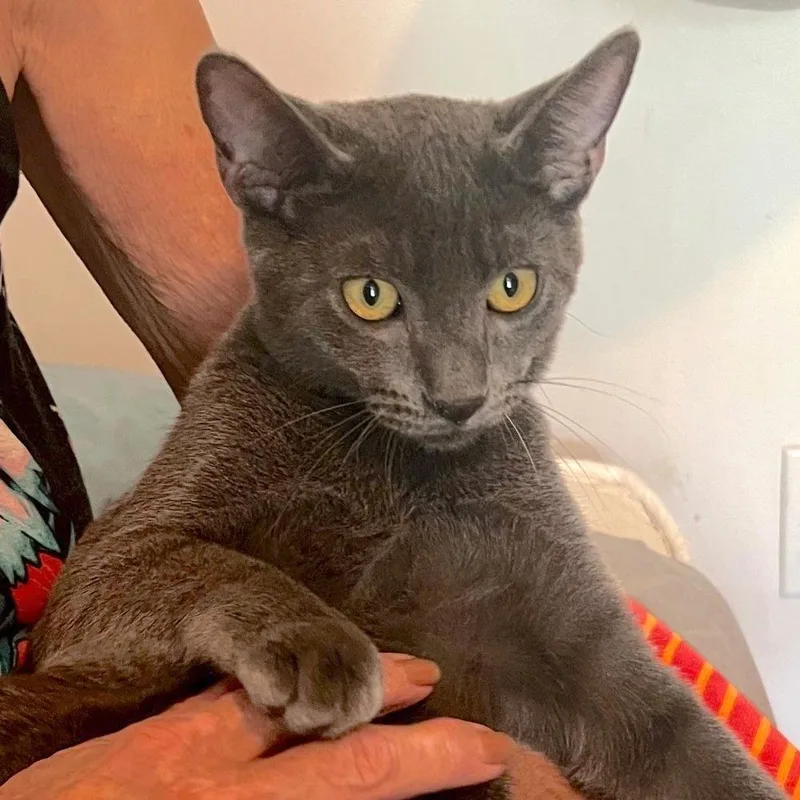 A baby small-sized male Russian Blue cat named Asher for adoption in Houston, TX