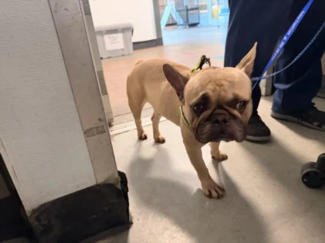 A young small-sized male French Bulldog dog named Mustard for adoption in Van Nuys, CA