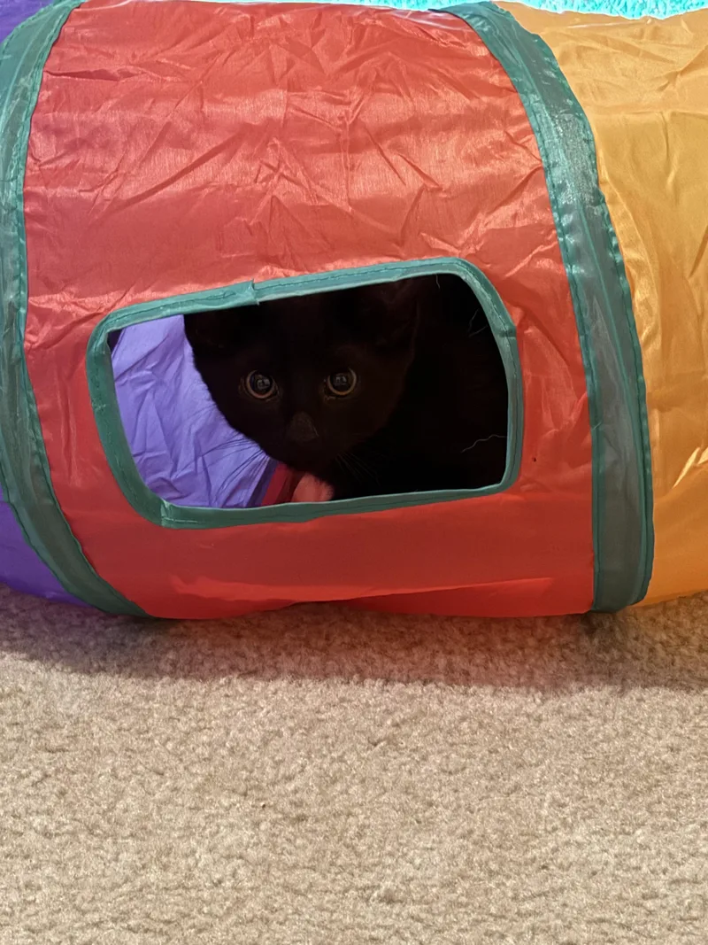 Valentine thumbnail 6