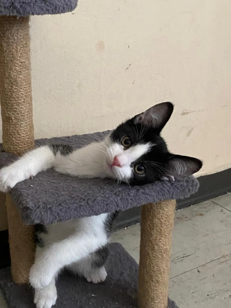 A baby small-sized female Black Domestic Short Hair cat named Tibbs for adoption in La Jolla, CA