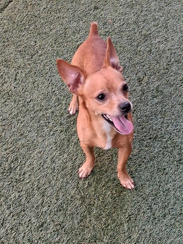 A young small-sized male Chihuahua dog named Chip for adoption in Seguin, TX
