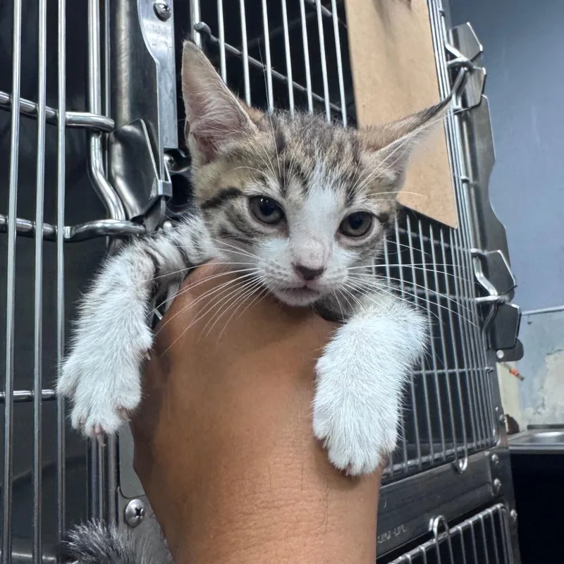 A baby small-sized female Gray / Blue / Silver Domestic Short Hair cat named Dawn for adoption in Vieques, PR