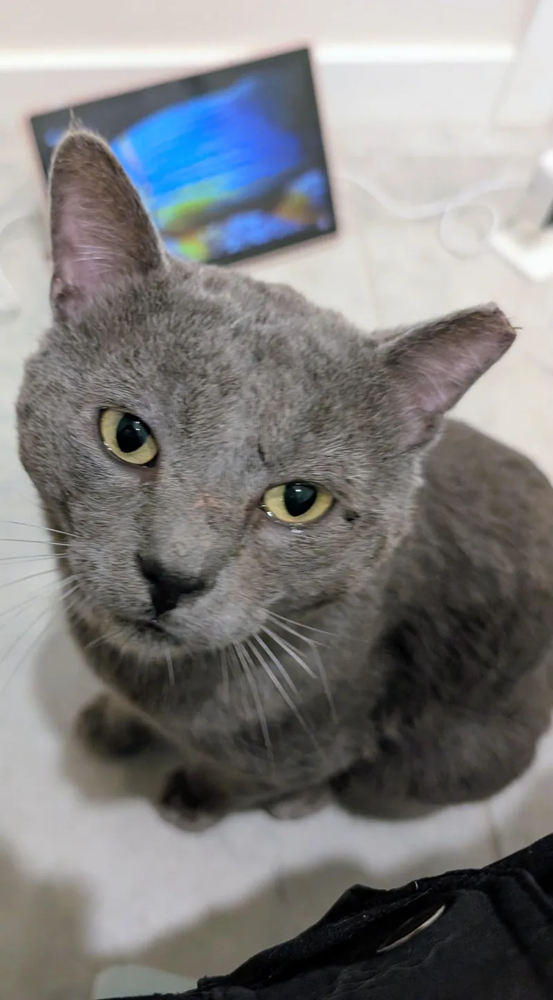 An adult medium-sized male Gray / Blue / Silver Domestic Short Hair cat named Paul Mccatney Aka Smokey for adoption in Chandler, AZ