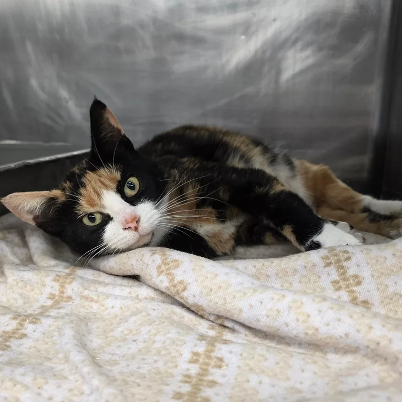 An adult medium-sized female Tortoiseshell Domestic Short Hair cat named Madam for adoption in Spokane, WA
