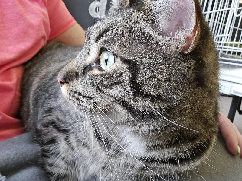 Salvador thumbnail 4