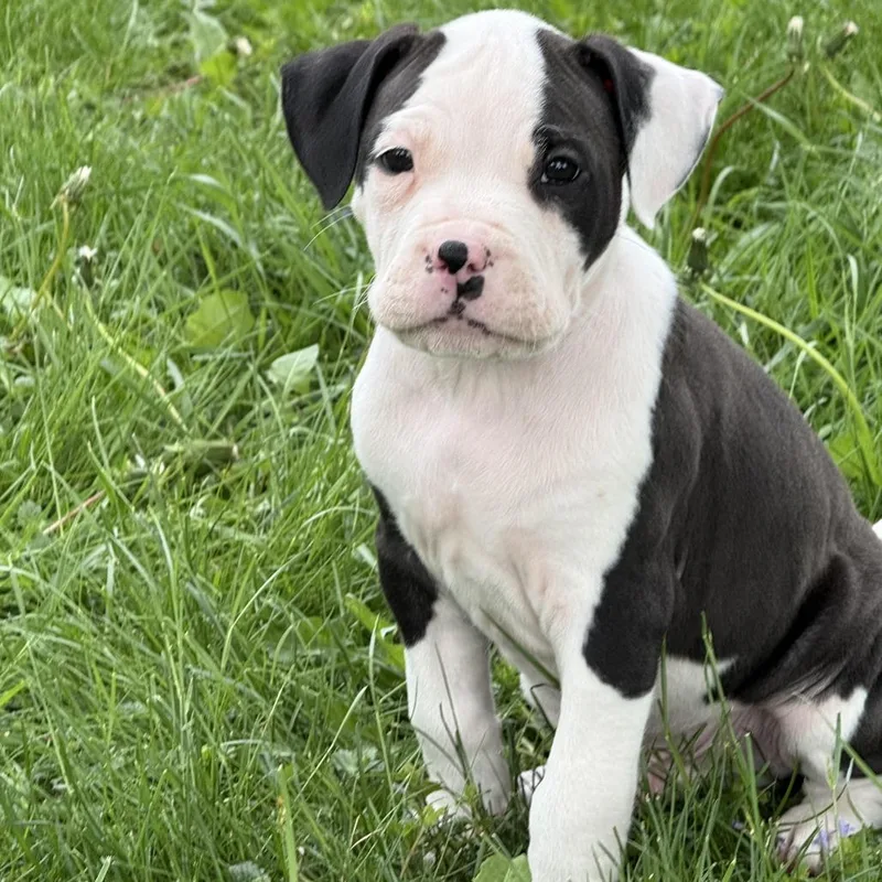 A baby medium-sized male Black Pit Bull Terrier dog named Brine D for adoption in Minnetonka, MN