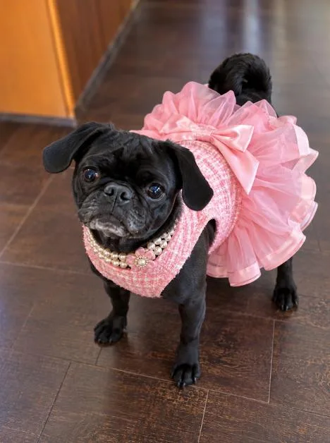 A young small-sized female Pug dog named Miley for adoption in Anza, CA