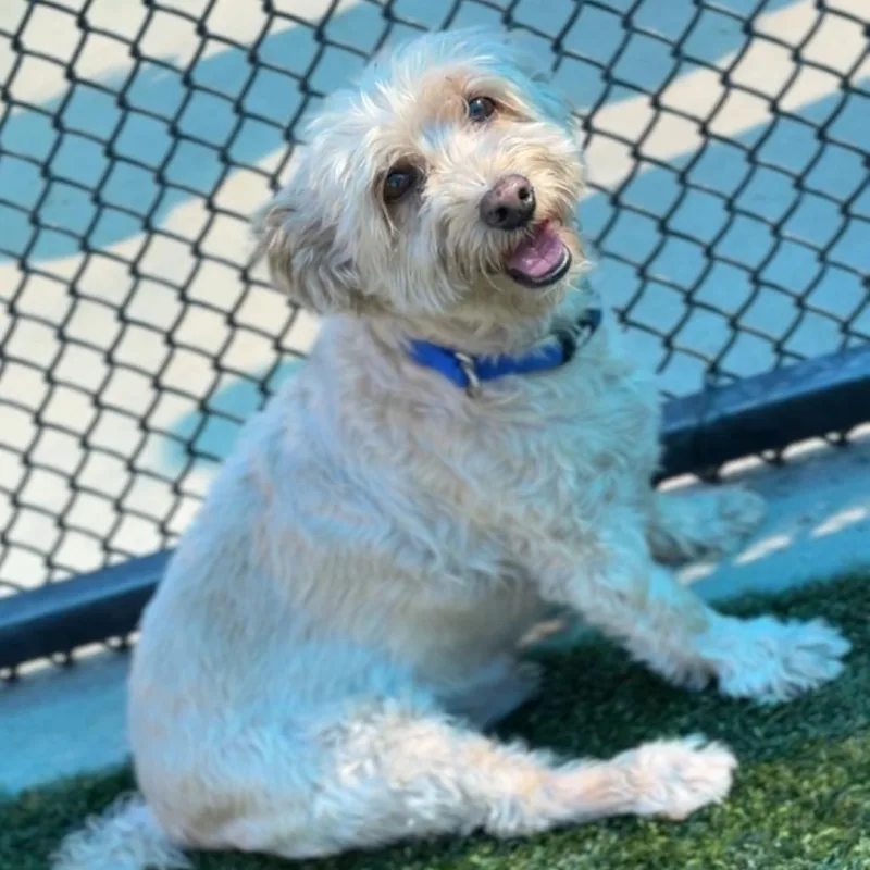 A senior small-sized male Bichon Frise dog named Chewey A for adoption in Mission Hills, CA