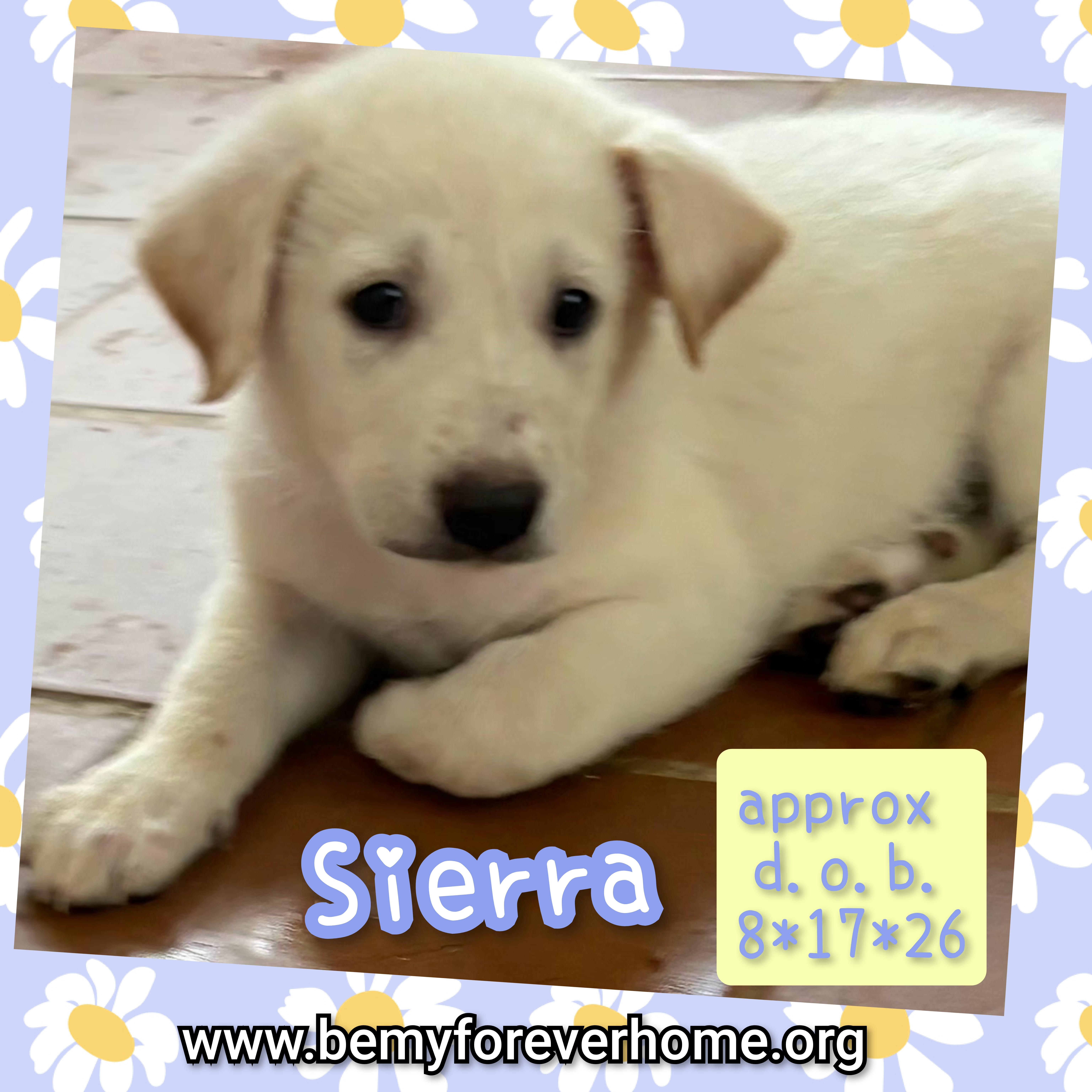 A baby large-sized female Labrador Retriever dog named Sierra for adoption in Plano, TX