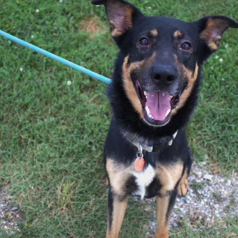 An adult large-sized male Black Shepherd dog named Zeus for adoption in Springfield, MO