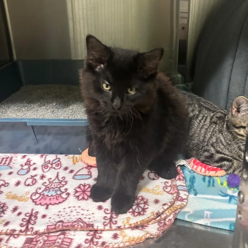 A baby small-sized male Black Domestic Long Hair cat named Fluffy for adoption in Brookfield, MO