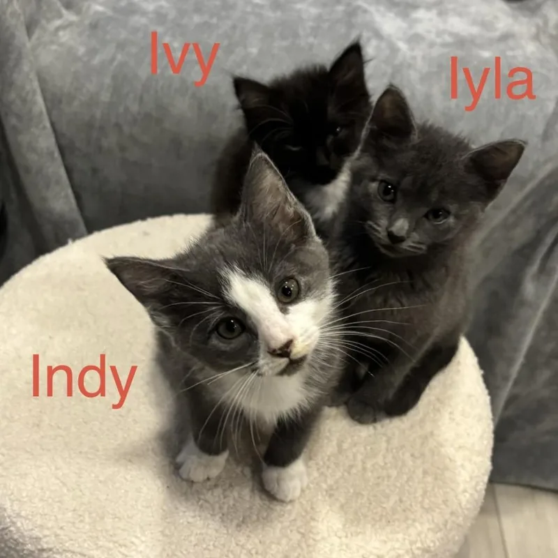 A baby small-sized female Gray / Blue / Silver Domestic Short Hair cat named Iyla for adoption in Peachtree City, GA
