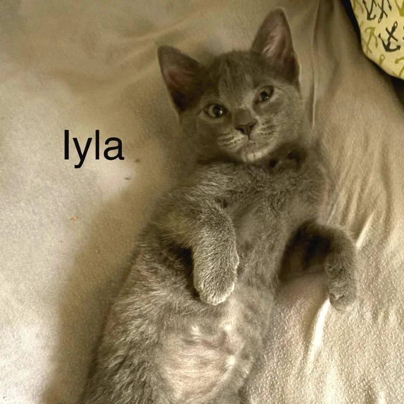 Iyla thumbnail 2