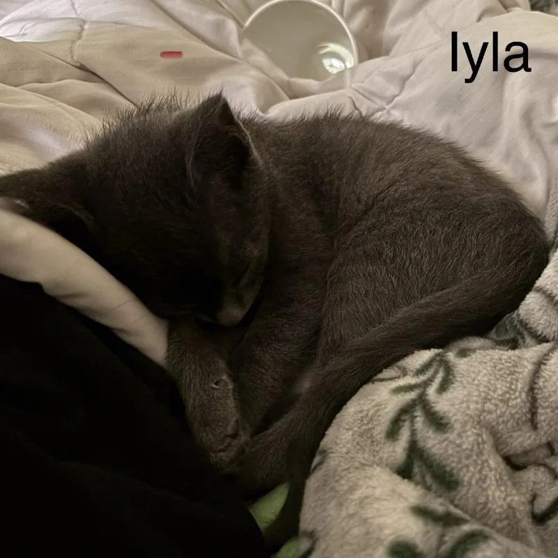 Iyla thumbnail 3