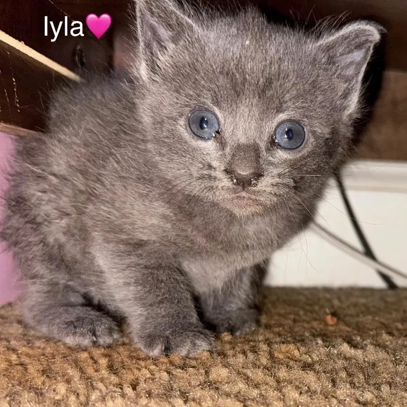 Iyla thumbnail 4