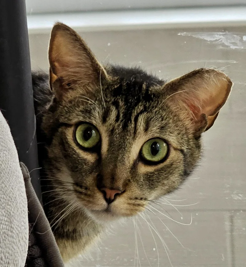 An adult large-sized male Tabby (Brown / Chocolate) Domestic Short Hair cat named Monkey for adoption in Amityville, NY