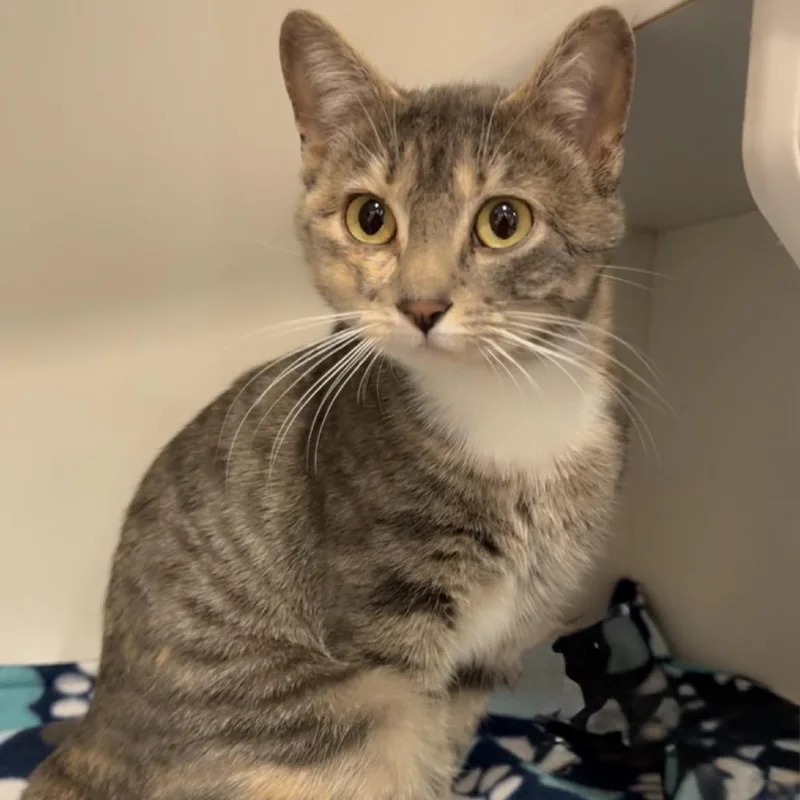 An adult medium-sized female Gray / Blue / Silver Domestic Short Hair cat named Storm for adoption in Matteson, IL