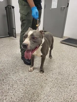 An adult large-sized male Terrier dog named Wiggleworm for adoption in Gastonia, NC