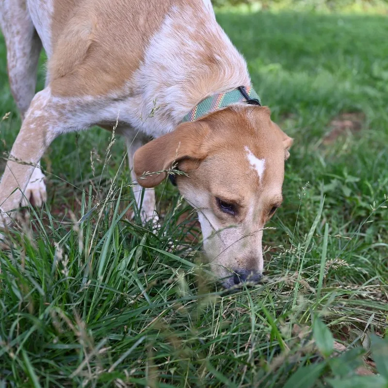 Buttercup G thumbnail 2