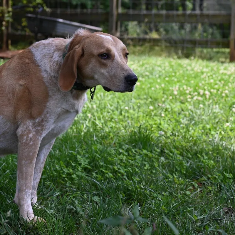 Buttercup G thumbnail 4