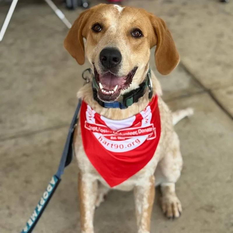 Buttercup G thumbnail 5